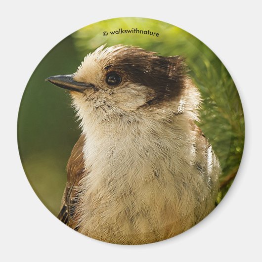 かわいい灰色のジェイのプロフィール/ウィスキージャック マグネット (正面)