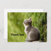 かわいい灰色の子猫が上を見上げる写真 ありがとう ポストカード (正面/裏面)