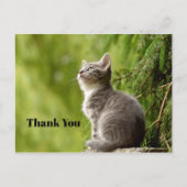かわいい灰色の子猫が上を見上げる写真 ありがとう ポストカード (正面)