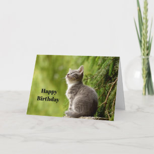 かわいい灰色の子猫が見上げるフォト誕生日 カード