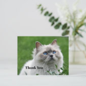 かわいい灰色の子猫 青い目 フォト ありがとう ポストカード (スタンド正面)