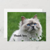 かわいい灰色の子猫 青い目 写真 ありがとう ポストカード (正面/裏面)