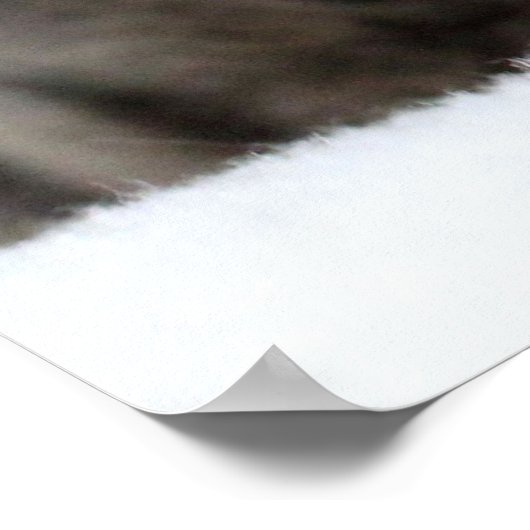 かわいい灰色の猫が眠る ポスター (角)