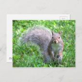 かわいい灰色リス ポストカード (正面/裏面)