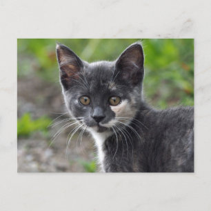 かわいい灰色亀甲猫写真 ポストカード