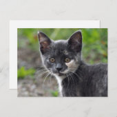 かわいい灰色亀甲猫写真 ポストカード (正面/裏面)