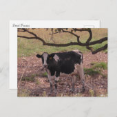 かわいい牛の木の下 ポストカード (正面/裏面)