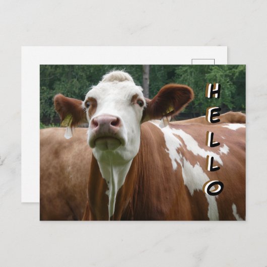 かわいい牛の財布。ハローハガキ ポストカード (正面/裏面)