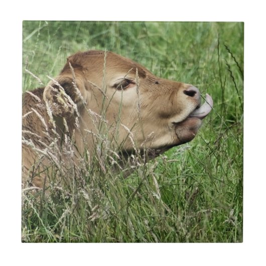 かわいい牛 タイル (正面)