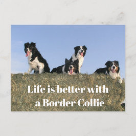 かわいい犬たち ポストカード