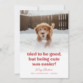 かわいい犬のおもしろいペット写真クリスマス シーズンカード (正面)