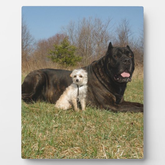 かわいい犬のカップル フォトプラーク (正面)