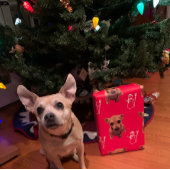 かわいい犬のクリスマスサンタ雪だるまキャンディカン ラッピングペーパーシート