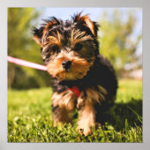 かわいい犬のクローズアップポスター ポスター (正面)