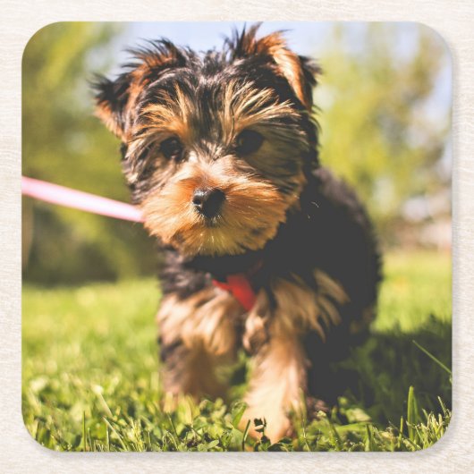 かわいい犬のコースター9 スクエアペーパーコースター (正面)