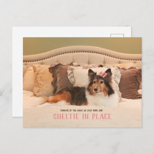 かわいい犬のシェルターinプレイス |シェットランド・ シープドッグはがき ポストカード (正面/裏面)