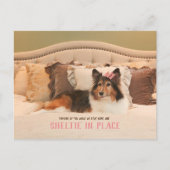 かわいい犬のシェルターinプレイス |シェットランド・ シープドッグはがき ポストカード (正面)