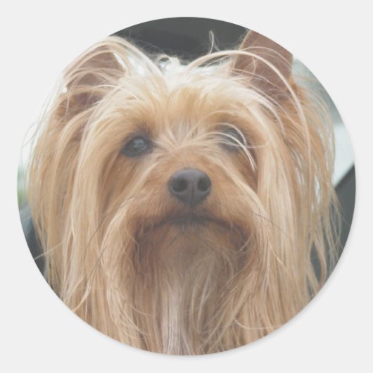 かわいい犬のステッカー ラウンドシール (正面)