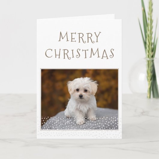 かわいい犬のペット写真白星メリークリスマス シーズンカード (正面)