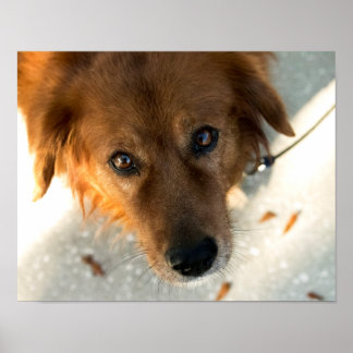 かわいい犬のポスター(ゴールデンレトリバー) ポスター