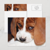 かわいい犬の子犬 ポストカード (正面/裏面)