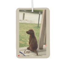 かわいい犬の測量裏庭とクリーク