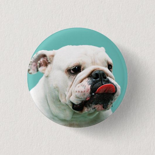かわいい犬の白ブルドッグ 缶バッジ (正面)