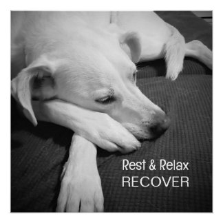 かわいい犬の眠る姿の写真がすぐに元気になる ポスター