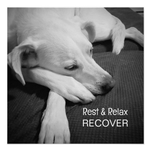 かわいい犬の眠る姿の写真がすぐに元気になる ポスター (正面)