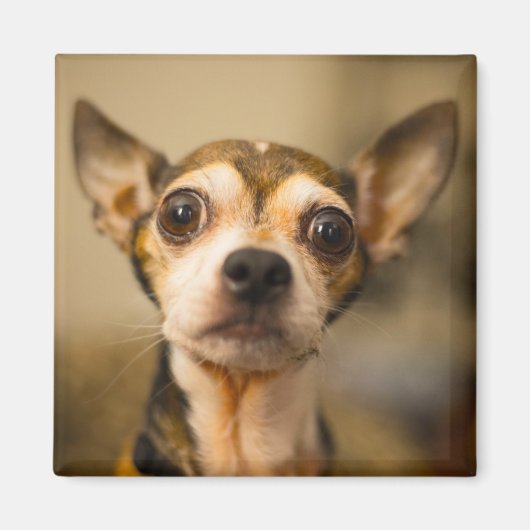かわいい犬の磁石10 マグネット (正面)
