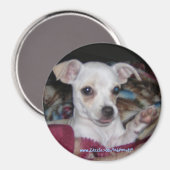 かわいい犬の磁石。 マグネット (正面/裏面)