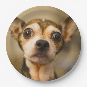 かわいい犬の紙皿10 ペーパープレート