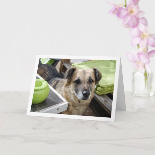 かわいい犬の肖像画 カード (蘭)