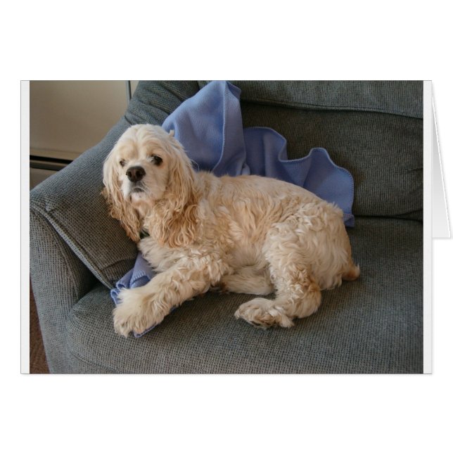 かわいい犬 (正面横)