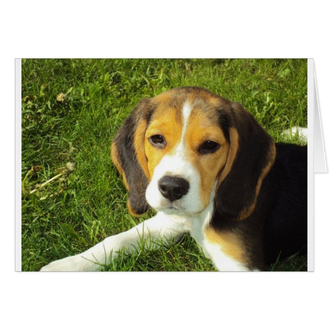 かわいい犬 (正面横)