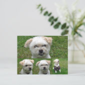 かわいい犬3写真はがき ポストカード (スタンド正面)