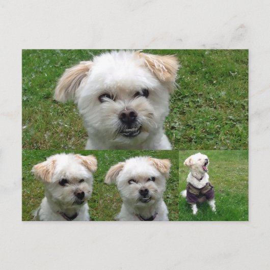 かわいい犬3写真はがき ポストカード (正面)