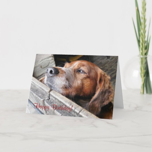 かわいい犬 カード (正面)