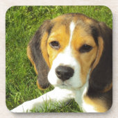 かわいい犬 コースター (正面)