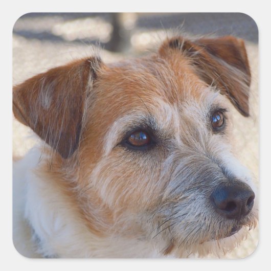 かわいい犬 スクエアシール (正面)