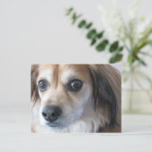 かわいい犬 ポストカード (スタンド正面)