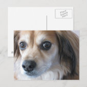 かわいい犬 ポストカード (正面/裏面)