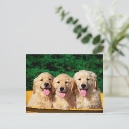 かわいい犬 ポストカード (スタンド正面)