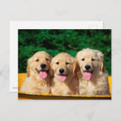 かわいい犬 ポストカード (正面/裏面)