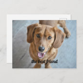 かわいい犬 ポストカード (正面/裏面)