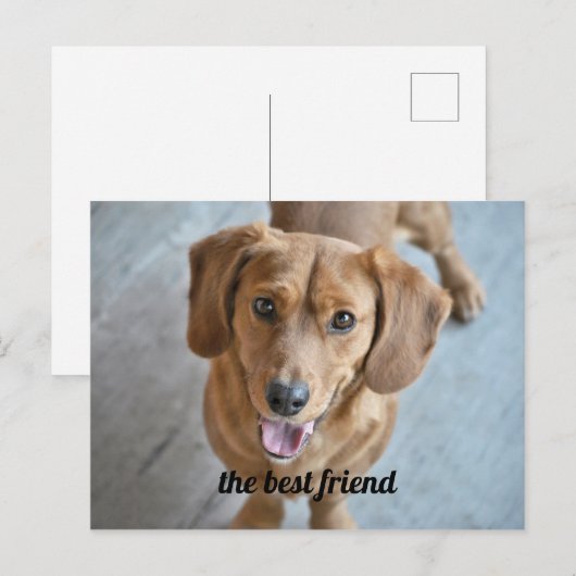 かわいい犬 ポストカード (正面/裏面)