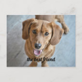 かわいい犬 ポストカード (正面)