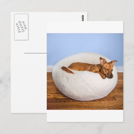 かわいい犬 ポストカード (正面/裏面)