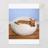 かわいい犬 ポストカード (正面)