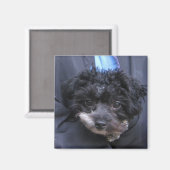 かわいい犬 マグネット (正面/裏面)